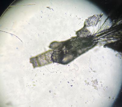 Mikrobiologie Vogel