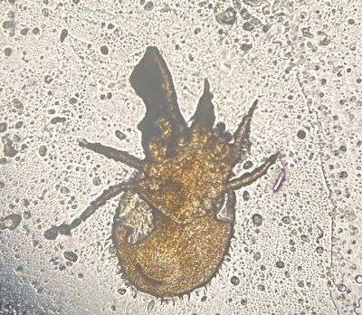Mikrobiologie Vogel