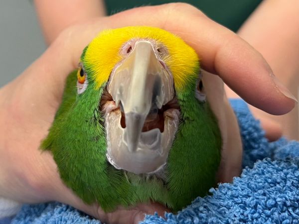 Vogel Untersuchung